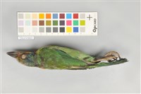 五色鳥藏品圖，第5張